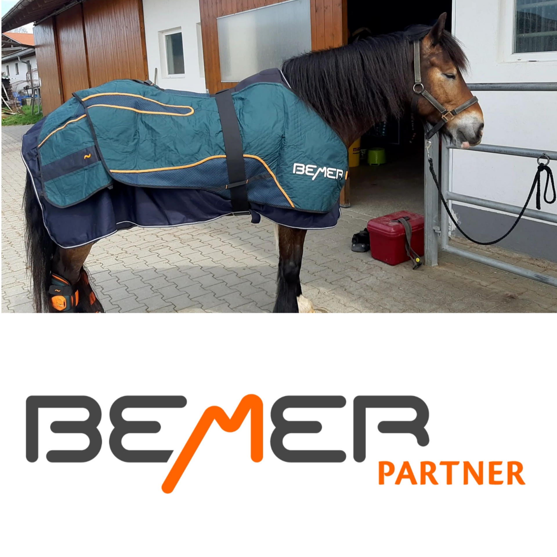 BEMER HorseSet unique horses
